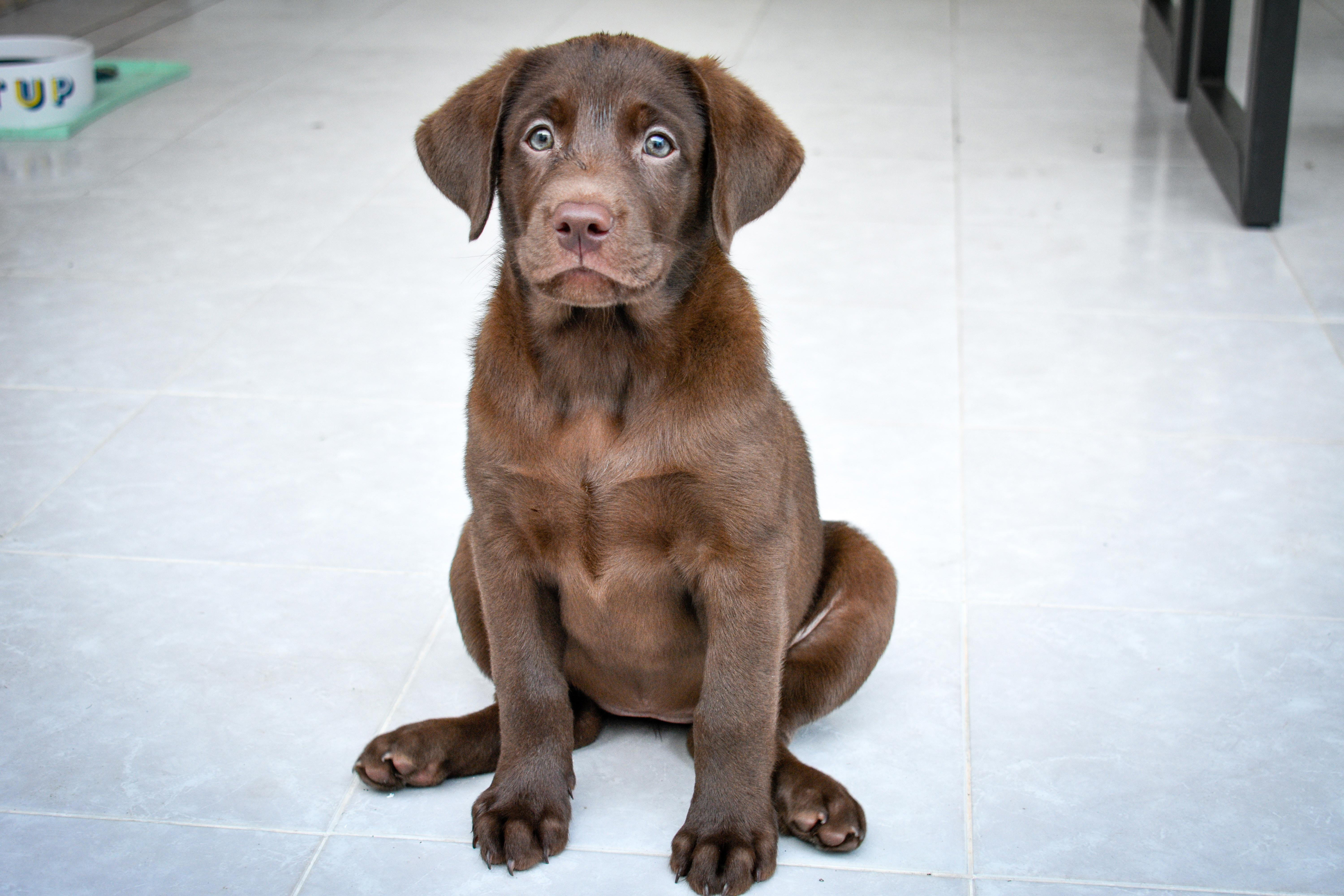 Discovering the Average Cost of Labrador Retriever Mix Dogs